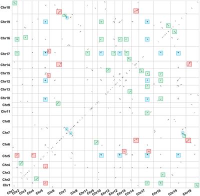 Genome-Wide Analysis of PEBP Genes in Dendrobium huoshanense: Unveiling the Antagonistic Functions of FT/TFL1 in Flowering Time